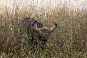 Obraz premium Gaur bull