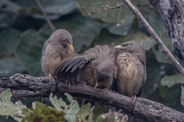 jungle babbler