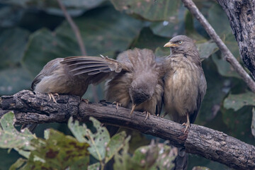 jungle babbler