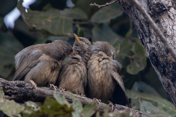 jungle babbler