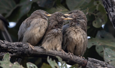 jungle babbler