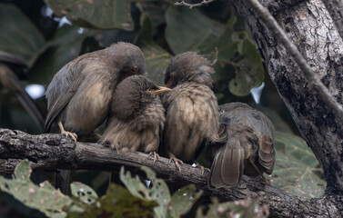 jungle babbler