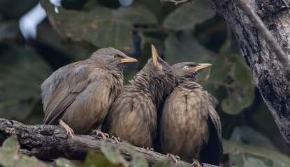 jungle babbler