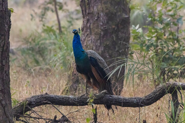 Fototapeta premium peacock in the wild
