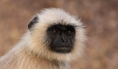 Obraz premium Langur monkey
