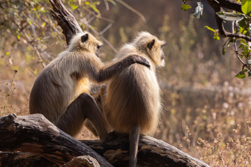 Langur monkeys