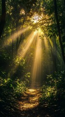 Fototapeta premium Sunlight beams shining through a lush forest in the early morning