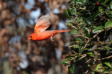 Male cardinal red bird inflight from holly bush against blurry background