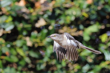 Mockingbird inflight from holly shrub against blurry background. 