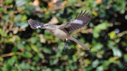 Mockingbird inflight from holly shrub against blurry background. 