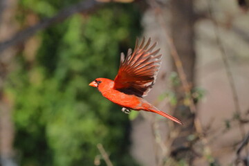 Male cardinal red bird inflight from holly bush against blurry background