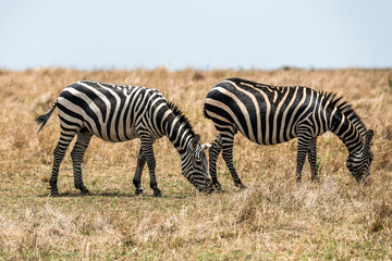 Safaritour in der Serengeti