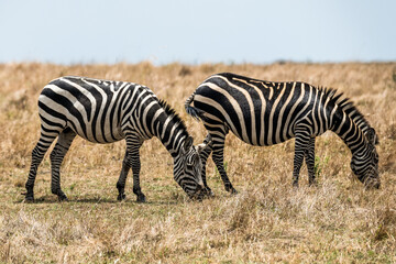 Safaritour in der Serengeti