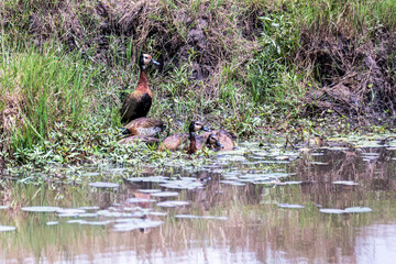 Safaritour in der Serengeti
