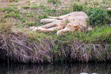 Safaritour in der Serengeti