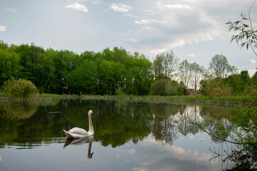 White swan onlake shore. Swan on beach. Swan on shore