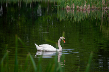 Obraz premium White swan onlake shore. Swan on beach. Swan on shore