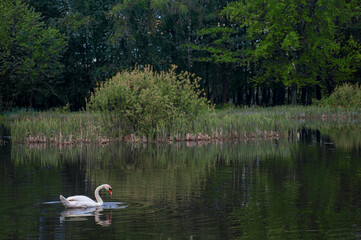 White swan onlake shore. Swan on beach. Swan on shore