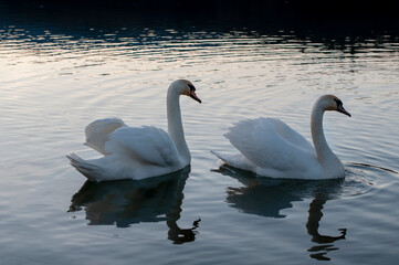 Fototapeta premium A family of swans with their babies on the shore of the pond, in the morning they swim to the camp and wait to see if they will throw something good to them.