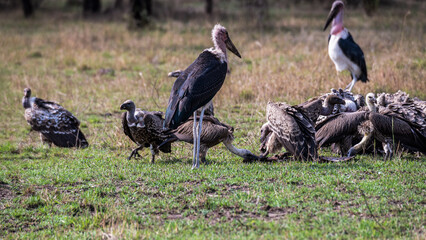 Safaritour in der Serengeti