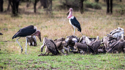 Safaritour in der Serengeti