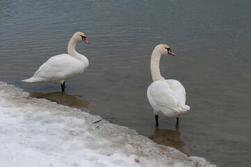 Swans near the shore of the lake in the afternoon during migration. White swans on the pond.