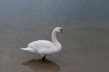 Swans near the shore of the lake in the afternoon during migration. White swans on the pond.