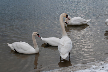 Fototapeta premium Swans near the shore of the lake in the afternoon during migration. White swans on the pond.