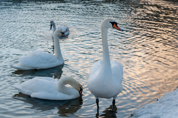 Swans near the shore of the lake in the afternoon during migration. White swans on the pond.