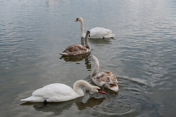 Swans near the shore of the lake in the afternoon during migration. White swans on the pond.