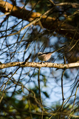 Long-tailed titmouse