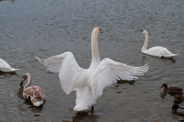 the swan spreads its wings on the shore of the lake under the bright sun