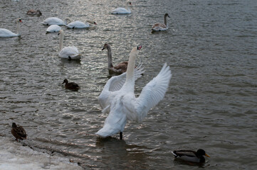 the swan spreads its wings on the shore of the lake under the bright sun