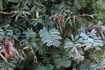frost on the Chrismas tree