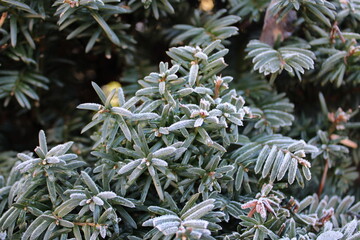frost on the Chrismas tree