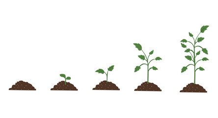 Illustration of plant growth stages, from seedling to mature plant, shown in five steps