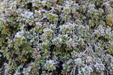 frozen flower in the garden