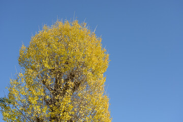 Fototapeta premium イチョウの黄葉