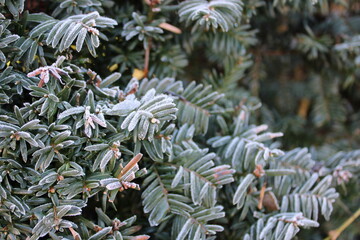 frost on the Chrismas tree