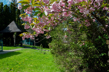 Naklejka premium blooming sakura spring in the city under an open blue sky next to green trees and bushes