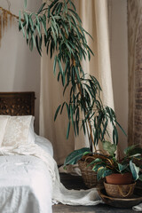 Cozy bedroom with boho style decor and a large indoor plant © brizmaker