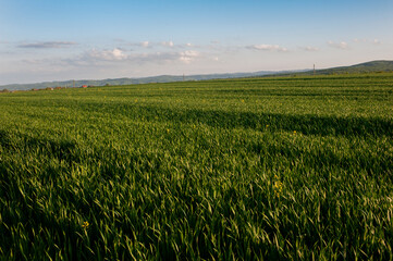 Ripe ears of wheat on the field, sunny day.