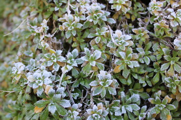 frozen flower in the garden