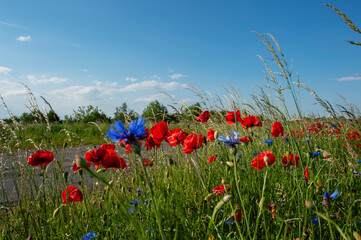 Field poppy, flowers of memory red poppy. Poppy field in full color against sunlight.