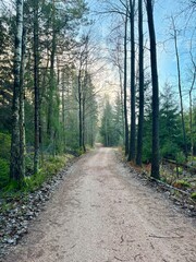 path in the woods