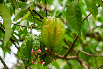 Fresh star fruit Averrhoa carambola growing on a tree surrounded by lush leaves in a tropical garden, Phuket, Thailand. Sustainable agriculture, organic farming