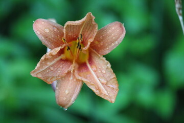 flower with drops