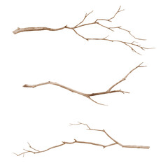 Obraz premium Tree branches with graceful twigs in a set. Watercolor digital illustration. Brown old and dry branches, isolated on a white background. Twigs for postcards, congratulations and Easter.