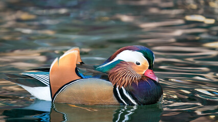 Mandarina duck in the water