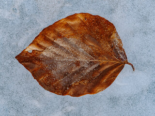 leaf on ice
